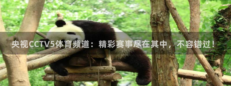 足球之绿茵球王：央视CCTV5体育频道：精彩赛事尽在其中，不容错过！