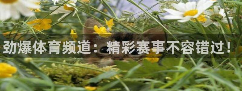 绿茵直播体育app下载安装最新版：劲爆体育频道：精彩赛事不容错过！
